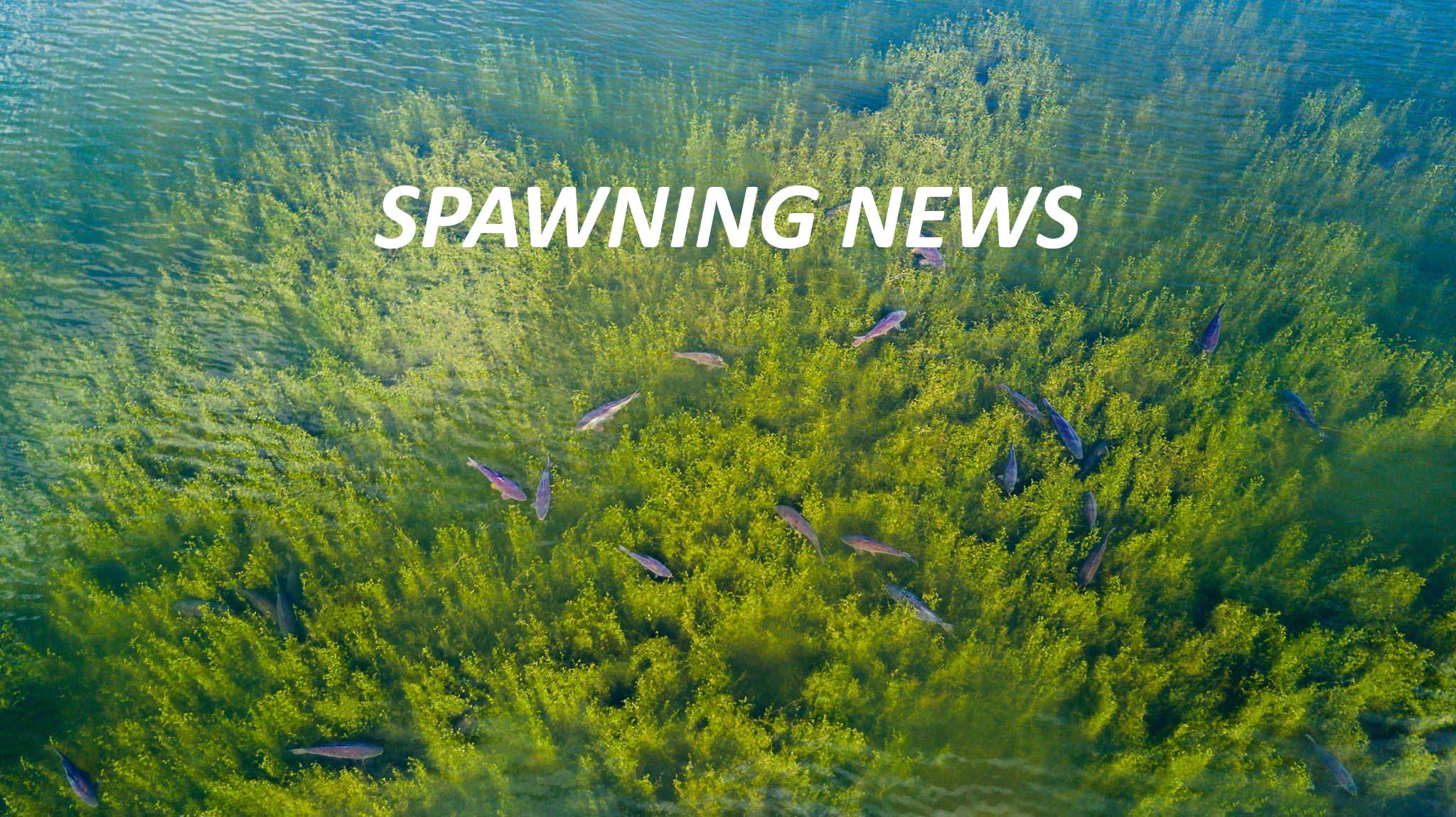 SPAWNING NEWS SPAWNING NEWS