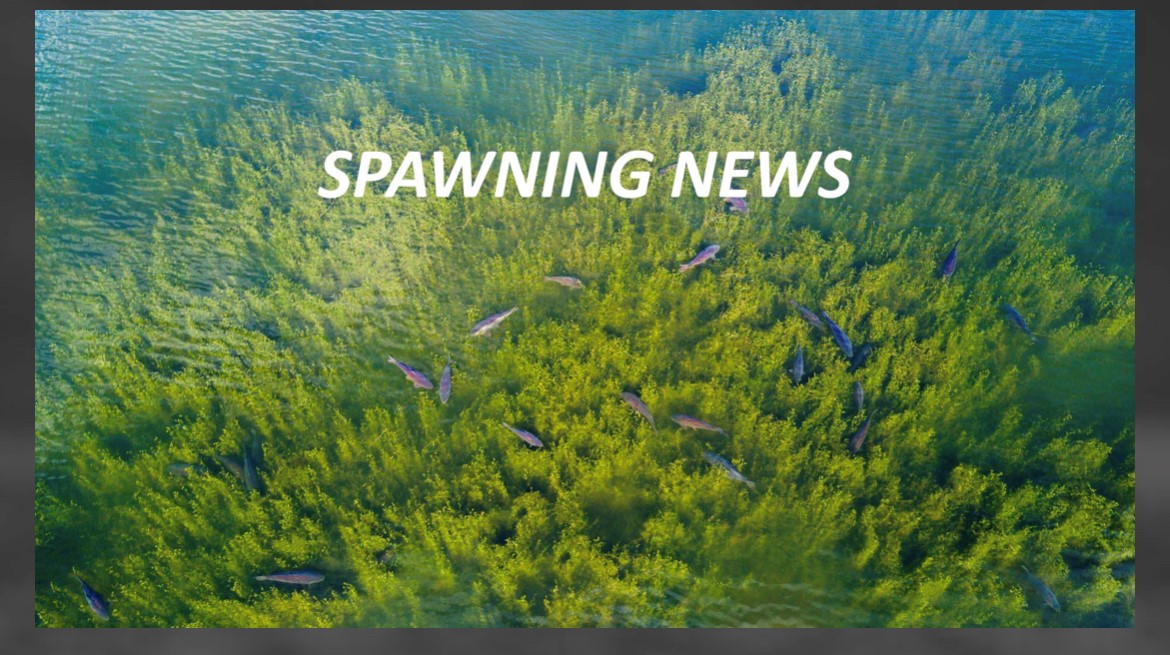 SPAWNING NEWS 2024 SPAWNING NEWS 2024