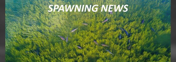 SPAWNING NEWS 2024