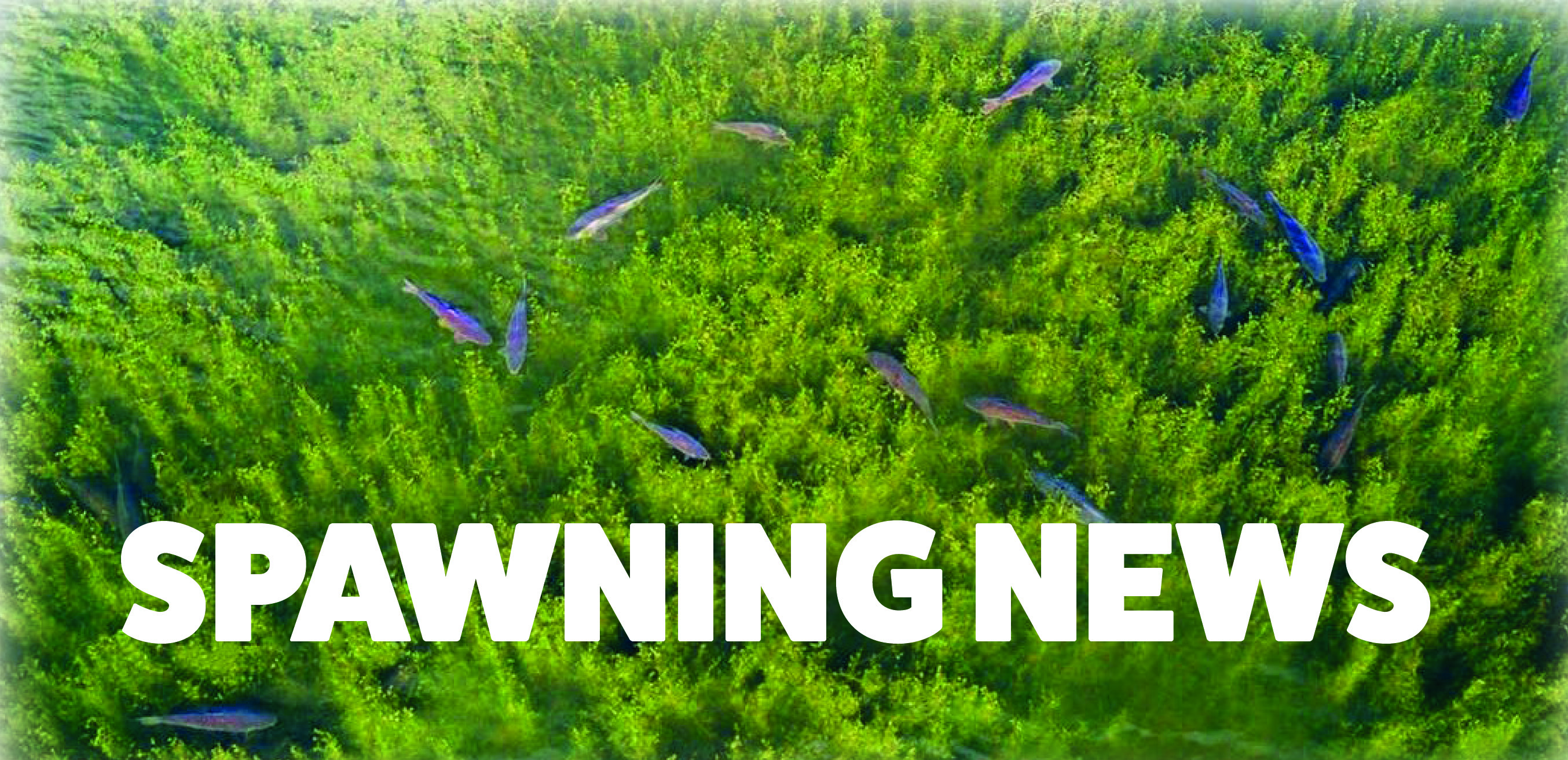 SPAWNING NEWS AND UPDATES SPAWNING NEWS AND UPDATES