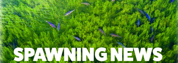 SPAWNING NEWS AND UPDATES 