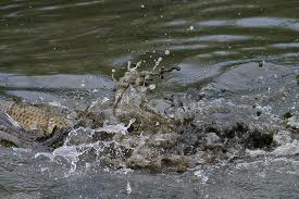 SPAWNING UPDATE 2018 SPAWNING UPDATE 2018