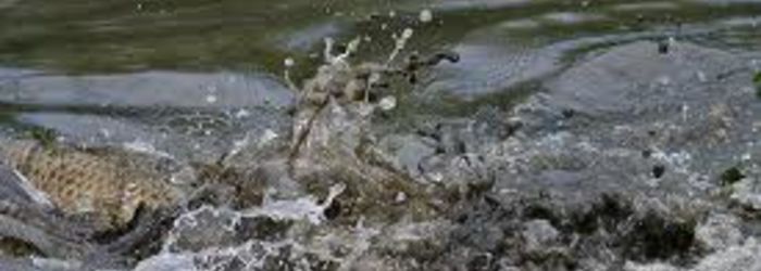SPAWNING UPDATE 2018 SPAWNING UPDATE 2018