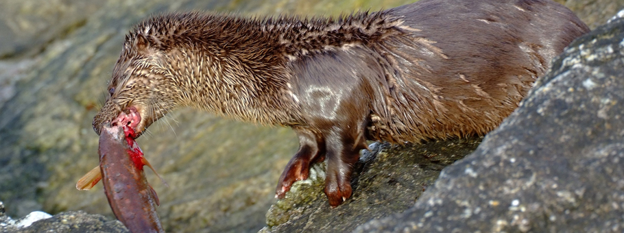 Licence to trap otters in fenced waters