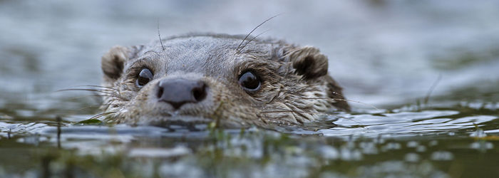 Licence to trap otters in fenced waters Licence to trap otters in fenced waters