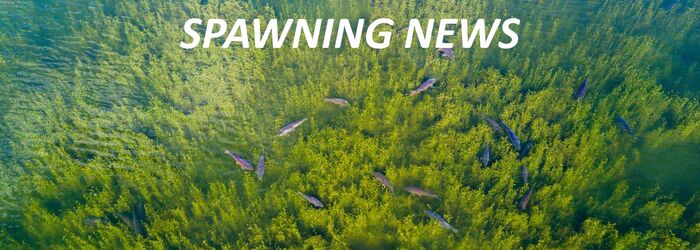 SPAWNING NEWS 2020 SPAWNING NEWS 2020